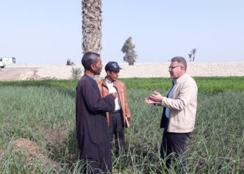 المحاصيل الشتوية