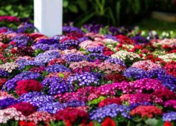 زهور الربيع