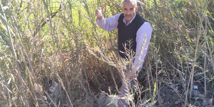 الزراعة تواصل متابعة المحاصيل الشتوية ومكافحة الآفات والقوارض 1 مكافحة الآفات