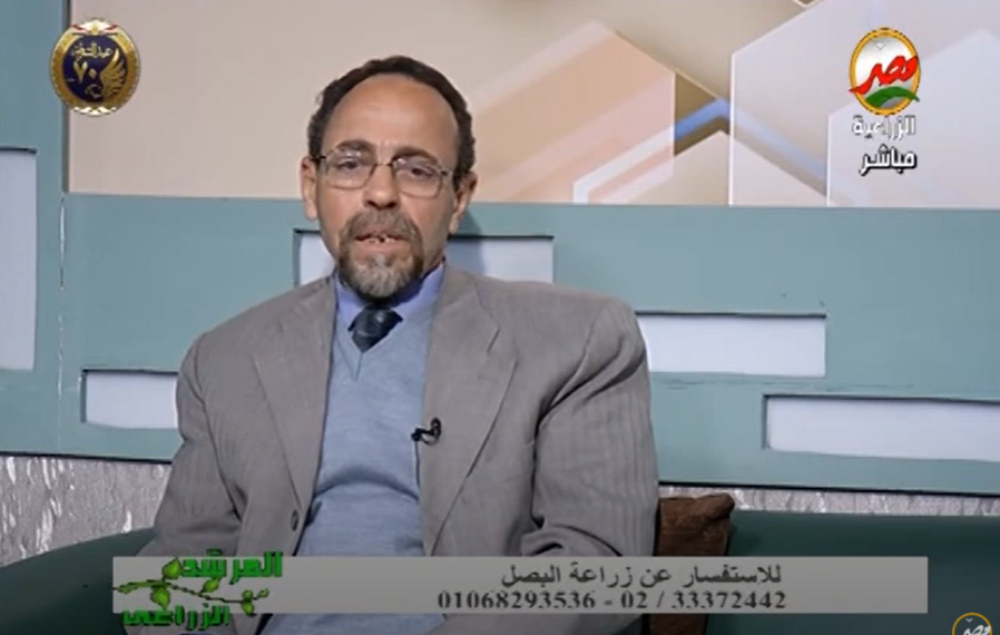 لمزارعي البصل.. نصائح هامة للحصول على إنتاج وفير 1 البصل