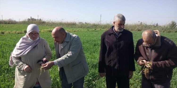 زراعة بورسعيد تنظم خامس ندوة إرشادية للقمح بمركز الاستصلاح 1 ندوة إرشادية للقمح