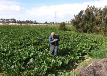 جولة مرورية على المحاصيل الشتوية ومحلات المبيدات بالإسكندرية