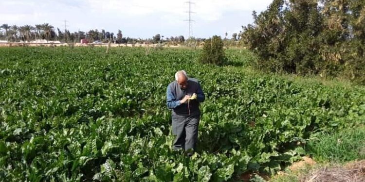 جولة مرورية على المحاصيل الشتوية ومحلات المبيدات بالإسكندرية 1 جولة مرورية على المحاصيل الشتوية ومحلات المبيدات بالإسكندرية