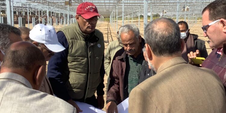 الزراعة تتابع في أسوان المحطات البحثية المخصصة لتطوير زراعة قصب السكر بالشتلات 1 قصب السكر