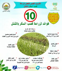 الزراعة: 10 فوائد لزراعة قصب السكر بالشتل (إنفوحراف) 13 SAVE ٢٠٢٢٠١٢٣ ١٥٠٥٢٨