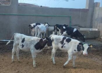 ندوة إرشادية عن تربية البتلو بزراعة الفيوم