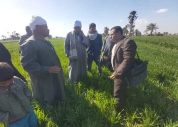 الحملة القومية للقمح