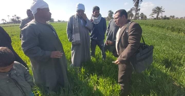 الحملة القومية للقمح