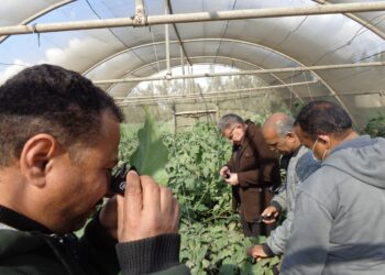 المركزية لمكافحة الآفات تكثف المرور على الزراعات الشتوية بالمحافظات