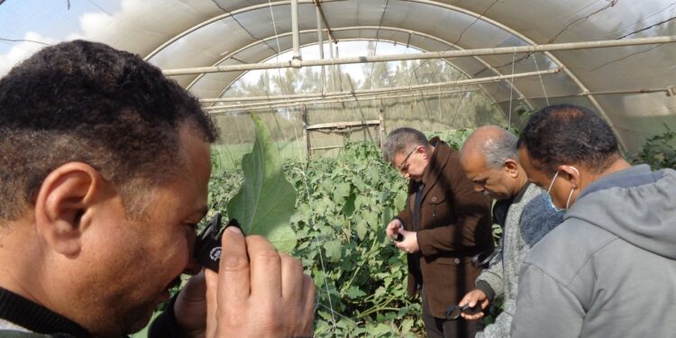 المركزية لمكافحة الآفات تكثف المرور على الزراعات الشتوية بالمحافظات 1 المركزية لمكافحة الآفات تكثف المرور على الزراعات الشتوية بالمحافظات