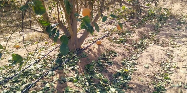 “العقيلي” يوضح تأثير الأمطار على الموالح والحلول المقترحة