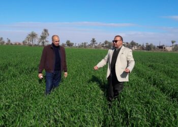 زراعات القمح