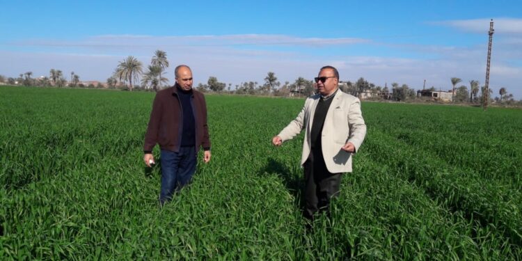 بعد موجة الصقيع.. وكيل زراعة الفيوم يتفقد زراعات القمح 1 زراعات القمح