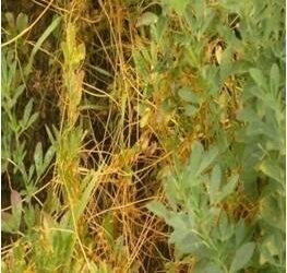 حشيشة الحامول .. 6 توصيات لمعمل الحشائش لمكافحتها