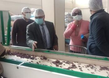 نبات الجوجوبا