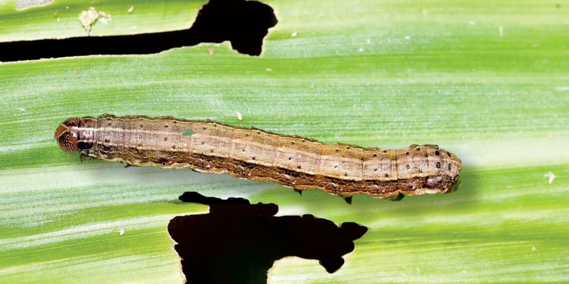 دودة الحشد الخريفية