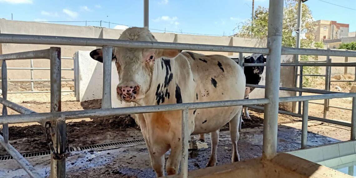 مرض الثايليريا