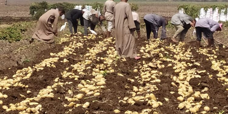 أمراض البطاطس.. أهم النصائح الواجب اتباعها لمقاومة ظهور الآفات 1 أمراض البطاطس