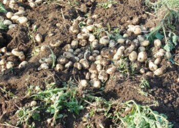 أهم الإجراءات لحماية محصول البطاطس من الإصابة بالأمراض