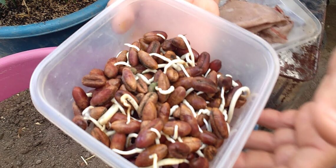 إكثار النخيل عن طريق البذرة