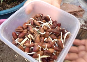 إكثار النخيل عن طريق البذرة