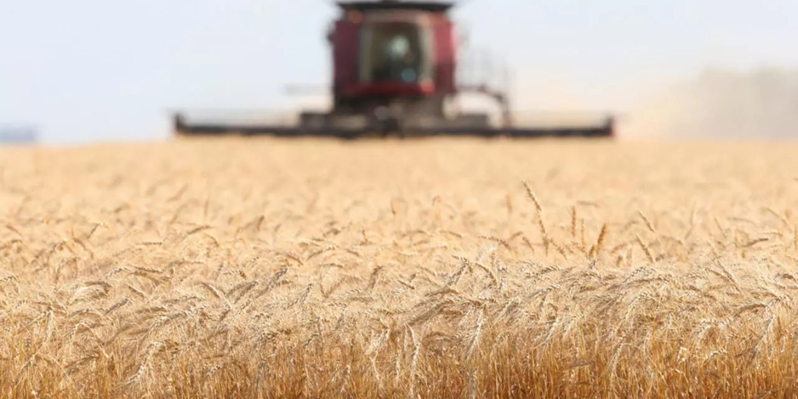 اصفرار أوراق القمح