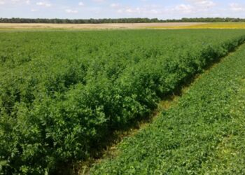 نشرة توصيات لمحاصيل الأعلاف