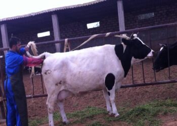 التلقيح الصناعي