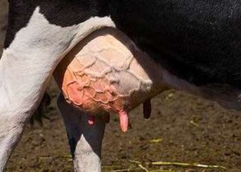 التهابات الدرع