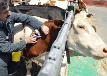 الحمى القلاعية