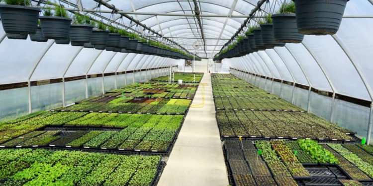 الزراعة المحمية.. أبرز 6 مزايا لتقنية الصوب "تعرف عليها" 1 الزراعة المحمية