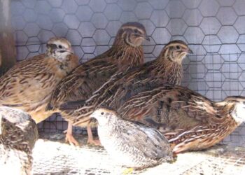 معاملات تربية السمان