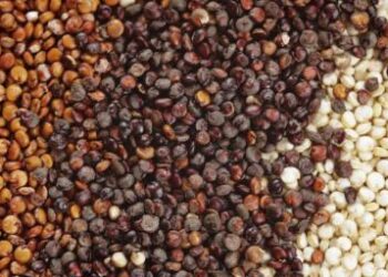 السموم الفطرية