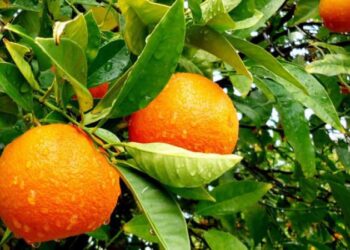 الصقيع والتغيرات المناخية