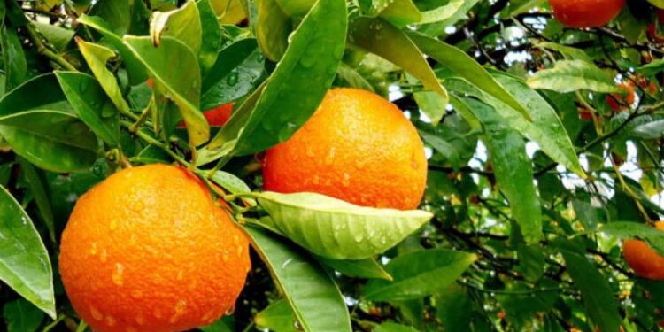 الصقيع والتغيرات المناخية.. أثرها على الموالح وأهم الإجراءات الواجب اتباعها 1 الصقيع والتغيرات المناخية