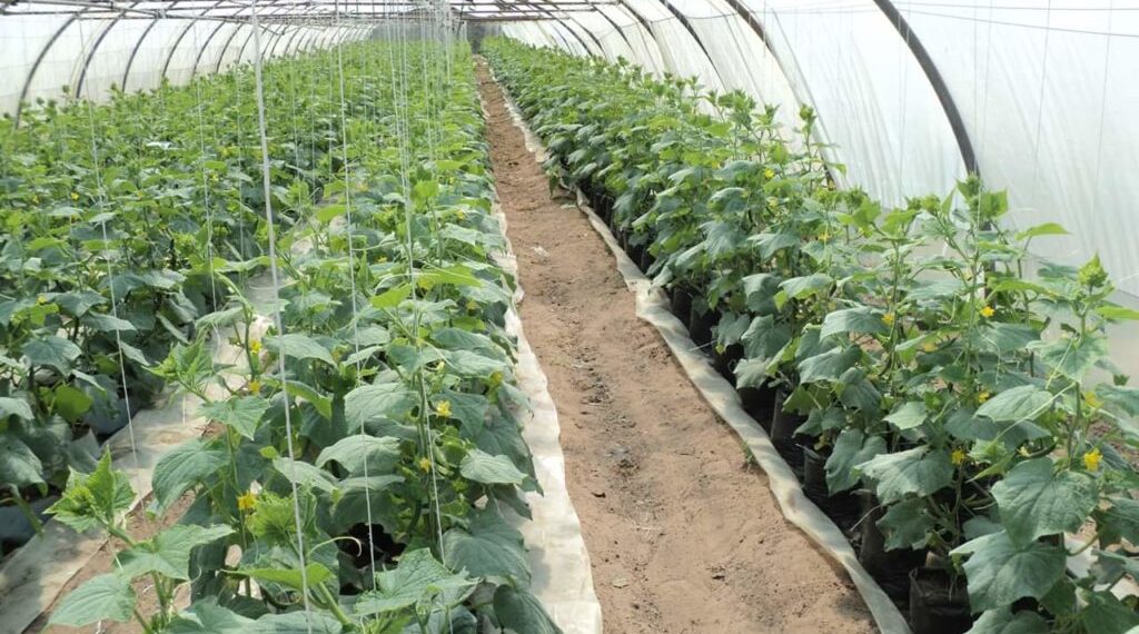 آفات الصوب الزراعية.. طريقة التسميد العلمية وأخطر 3 أمراض تصيب المحاصيل 1 البيت المحمي