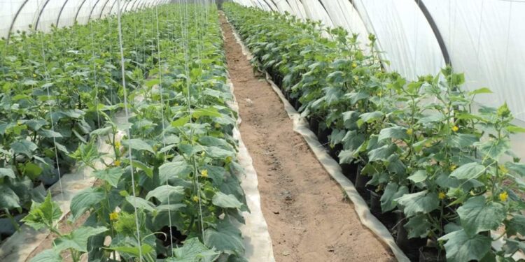 آفات الصوب الزراعية.. طريقة التسميد العلمية وأخطر 3 أمراض تصيب المحاصيل 1 البيت المحمي