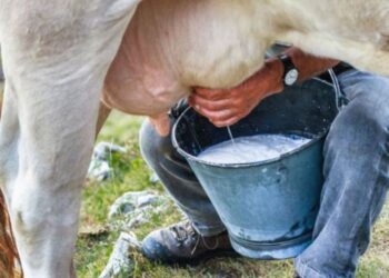 الثروة الحيوانية