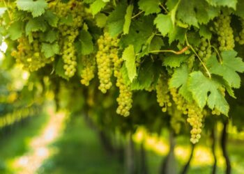 محصول العنب