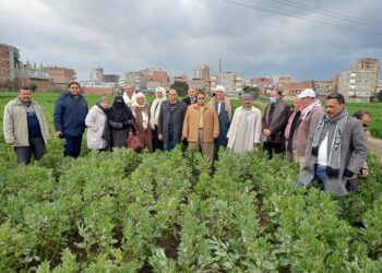 مدرسة حقلية للفول البلدي