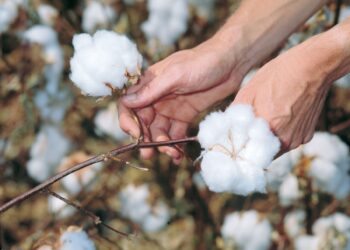 قرون إناث الجاموس