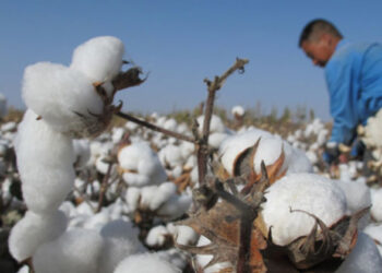 القطن العضوي