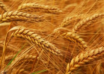 محصول القمح