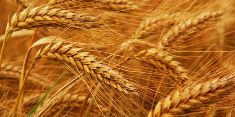 محصول القمح .. "الغرباوي" توضح طرق اكتشاف ومكافحة الصدأ الأصفر والبرتقالي 1 محصول القمح