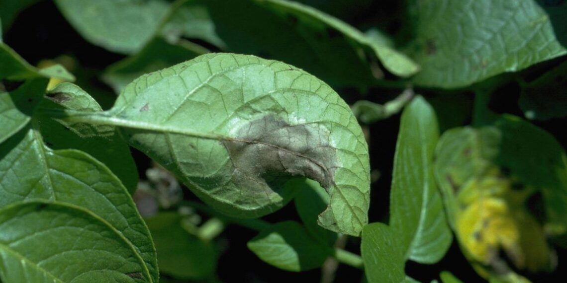 اللفحة المبكرة والمتأخرة.. أبرز الفوارق وأفضل طرق المقاومة والعلاج 1 اللفحة المبكرة والمتأخرة