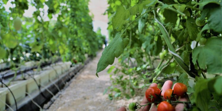 النظم الزراعية بالبيت المحمي.. ودور الإدارة في تعظيم عوائدها الاقتصادية 1 النظم الزراعية بالبيت المحمي