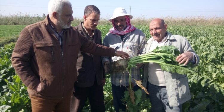 يوم حقل لبنجر السكر