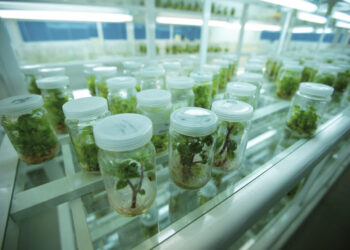 البنك القومي للجينات