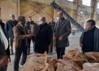 تجهيز تقاوي القطن