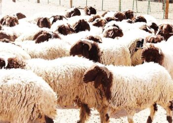 أضاحي العيد